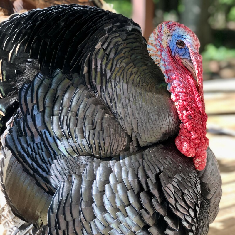 George The Turkey
