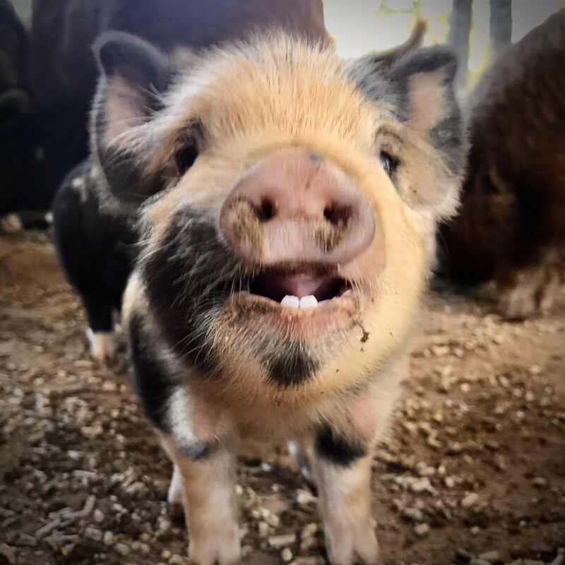KuneKune