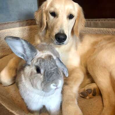 Golden Retriever & Rescue Rabbit 
