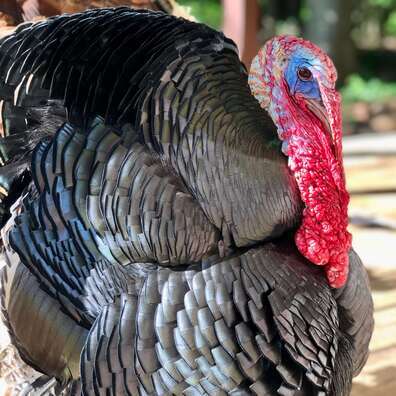 Turkey
