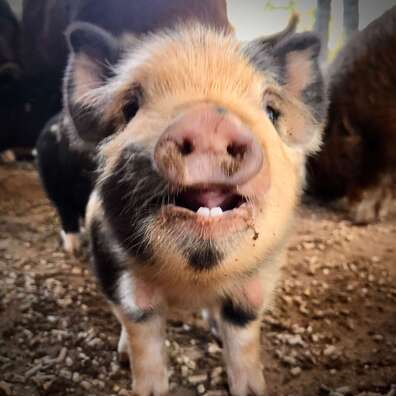 KuneKune Pig