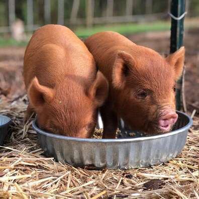 KuneKune Pigs