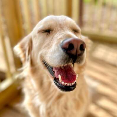 Golden Retriever - Carly