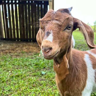 Goat