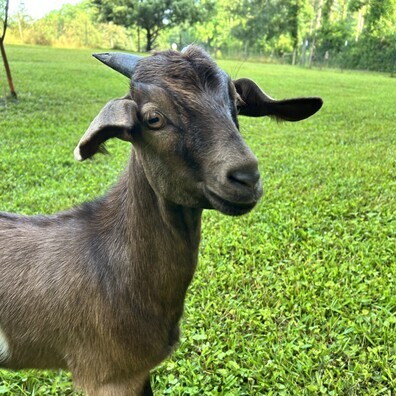 Goat #2