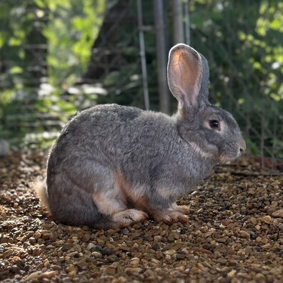 Flemish Giant Rabbit - Gracie Mae
