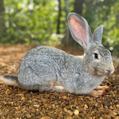 Light Grey Flemish Giant Rabbit