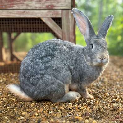 Flemish Giant Rabbit - Lady Grey