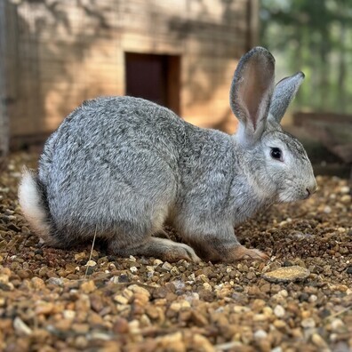 Flemish Giant Rabbit Doe