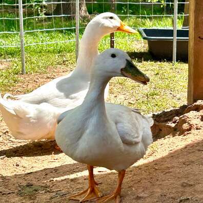 Peking Ducks