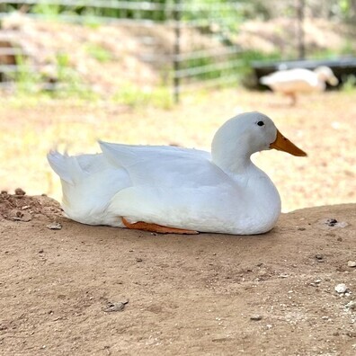 Peking Duck