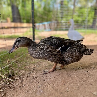 Rouen Duck