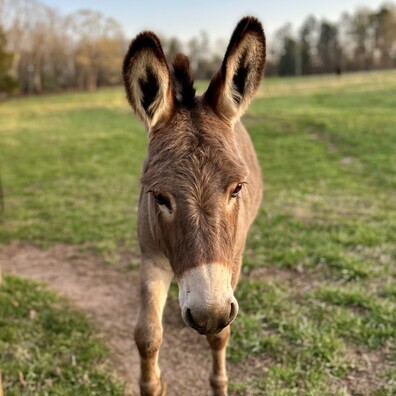 Donkey