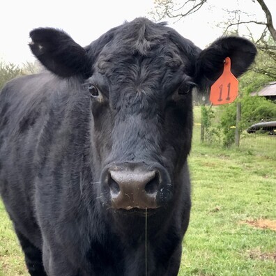 Cow