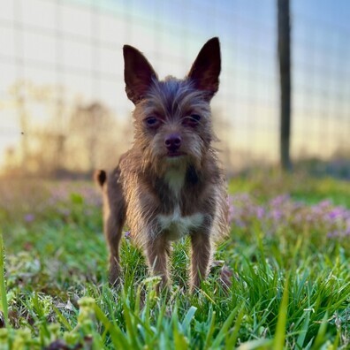 Chorkie